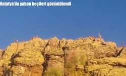Malatya'da yaban keçileri görüntülendi