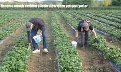 Malatya’da çilek üretimine başladılar, talebe yetişemiyorlar