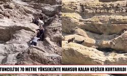 Tunceli’de uçurumda mahsur kalan keçiler kurtarıldı