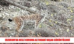 Erzurum’un ormanlık alanlarında vaşak görüldü