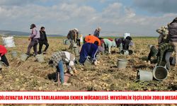 Adilcevaz’da mevsimlik işçilerin zorlu hasat mesaisi