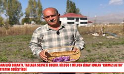 Hakkari’de safran üretimi: Esnaflıktan tarıma uzanan yol
