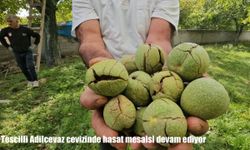 Tescilli Adilcevaz cevizinde hasat mesaisi devam ediyor