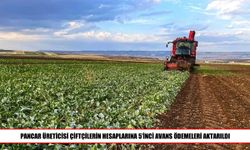 Pancar üreticilerine 952 milyon liralık avans ödemesi
