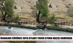 Yavru ayı restoran bahçesinde görüntülendi