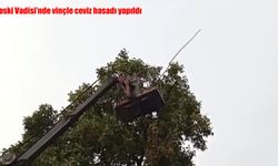 Yüksekova’da ceviz hasadı vinçle yapılıyor