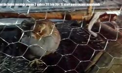 Van'da kafes avcılığı yapan 2 şahsa 211 bin 764 TL idari para cezası uygulandı