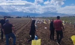 Tercan’da patates hasadı başladı