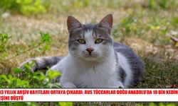 Rusya’nın fare sorununa Doğu Anadolu’dan 10 bin kedi çözümü