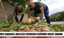 Erzincan’da ceviz hasadı başladı: Üreticinin yüzü gülüyor