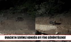 Ovacık’ta ayı vatandaşların cep telefonu kamerasına yansıdı