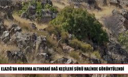 Elazığ’da dağ keçilerinden görsel şölen
