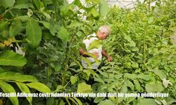 Tescilli Adilcevaz ceviz fidanları Türkiye'nin dahi dört bir yanına gönderiliyor