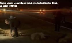Sürüye çarpan otomobilin sürücüsü ve yolcular ölümden döndü: 20 koyun telef oldu
