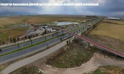 Erzurum’da hayvan sürüleri için 175 metrelik köprü tamamlandı