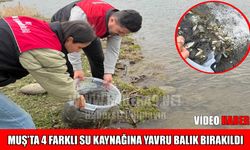 Muş’ta göletlere 1 milyon 290 bin yavru balık bırakıldı