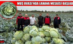 Muş Ovası'nda 3 bin dekarlık alanda üretilen lahanaların hasadına başlandı