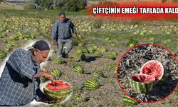 Muş’ta 550 ton karpuz çürümeye terk edildi