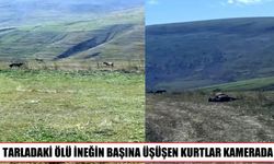 Ölü ineğin etrafını saran kurtlar kameraya yansıdı