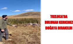 Tuzluca’da bulunan kerkenez tedavi edilerek doğaya bırakıldı