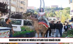 Hakkari’de deve ve midillilere yoğun ilgi