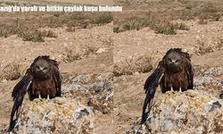 Elazığ'da yaralı ve bitkin çaylak kuşu bulundu