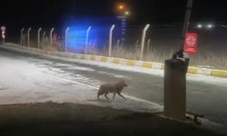 Aç kalan kurt şehir merkezine kadar indi  