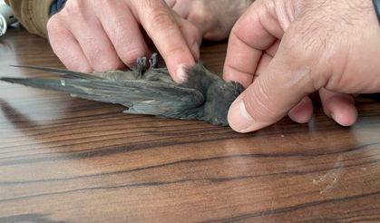 Malazgirt'te bitkin halde bulunan ebabil kuşları koruma altına alındı