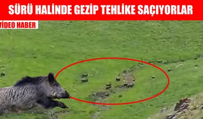 Muş’ta domuz sürüsü kameralara takıldı