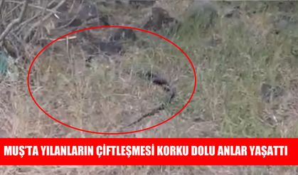 Muş'ta yılanların çiftleşme anları görüntülendi