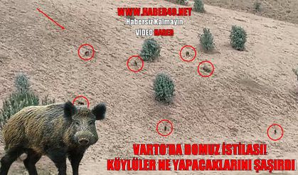 Varto’da köye dadanan domuzlar vatandaşları canından bezdirdi