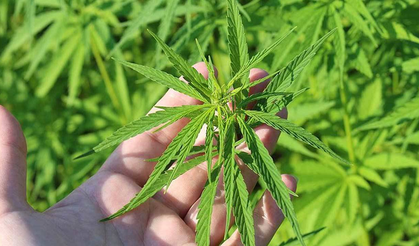 Tıbbi Kenevir Yasası TBMM’den Geçti: Reçeteyle Eczanelerde Satışı Başladı!