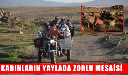 Muş’ta ‘Berivanlar’ın zorlu yayla yolcuğu