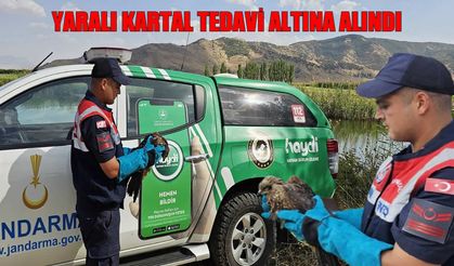 Muş’ta jandarmanın bulduğu yaralı kartal tedaviye alındı