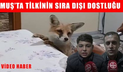 Muş’ta sıra dışı dostluk: Tilki her akşam aynı eve gidiyor