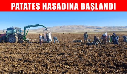 Malazgirt'te patates hasadına başlandı