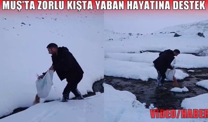Muş'un zorlu kış günlerinde yaban hayvanlarına yem desteği