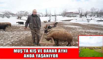 Muş’ta aynı gün iki mevsim: Köylerde 2 metre kar, ovaya bahar geldi