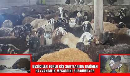 Bilican Dağı eteklerinde kar altında zorlu mesai