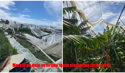 Bir Gecede Emekler Yok Oldu: Silifke’de Çiftçinin Büyük Kaybı