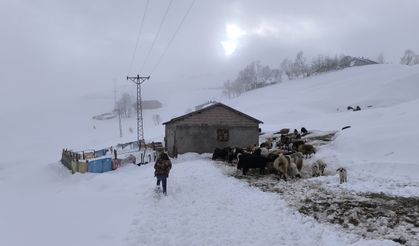 Muş’ta besiciler karla mücadeleye devam ediyor  