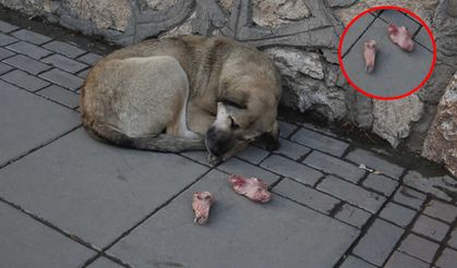 Muş'ta dondurucu soğuklar, sokak hayvanlarının beslenmesini zorlaştırıyor