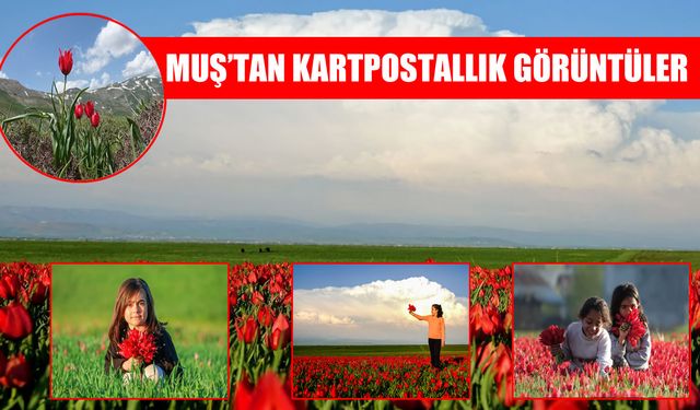 Muş Ovası'nda görsel şölen