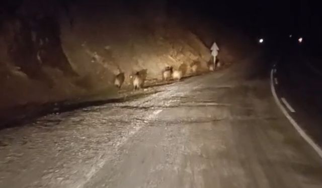 Yüksekova’da gece saatlerinde domuz sürüsü görüntülendi