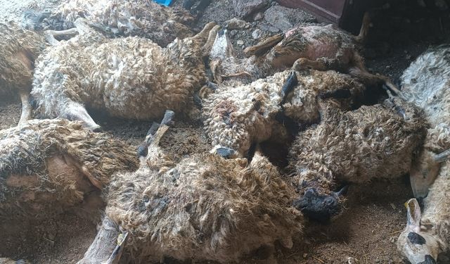 Tunceli’de ağılda yaşanan panik 11 koyunun canına mal oldu