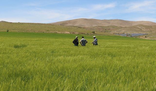 Elazığ’da Süne Sürvey çalışmaları başladı: Tarımda verimlilik için kritik adım