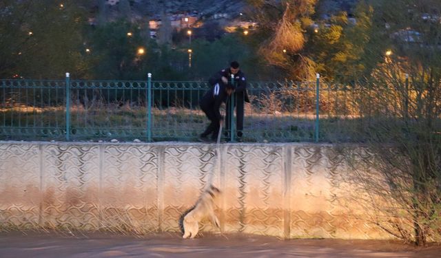Erzurum'da Oltu Çayı'na düşen sokak köpeği saatler sonra kurtarıldı