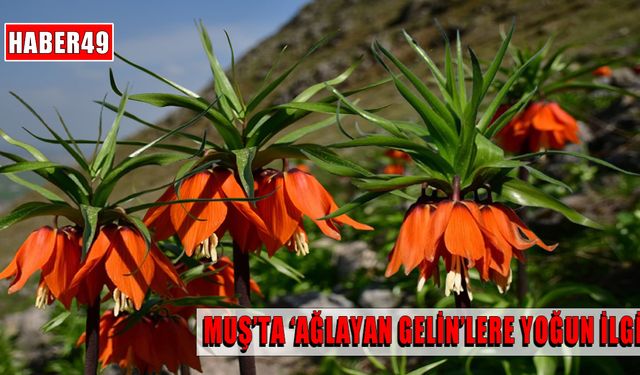 Muş dağlarında görsel şölen: Ters lalelere ziyaretçi akını