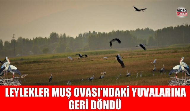 Baharın müjdecisi leylekler Muş Ovası'ndaki yuvalarına geri döndü