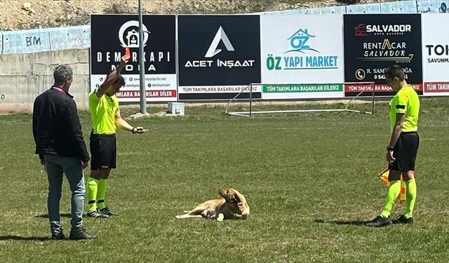 Amatör maçta hakem sahaya giren köpeği kırmızı kart gösterip dışarı çıkardı